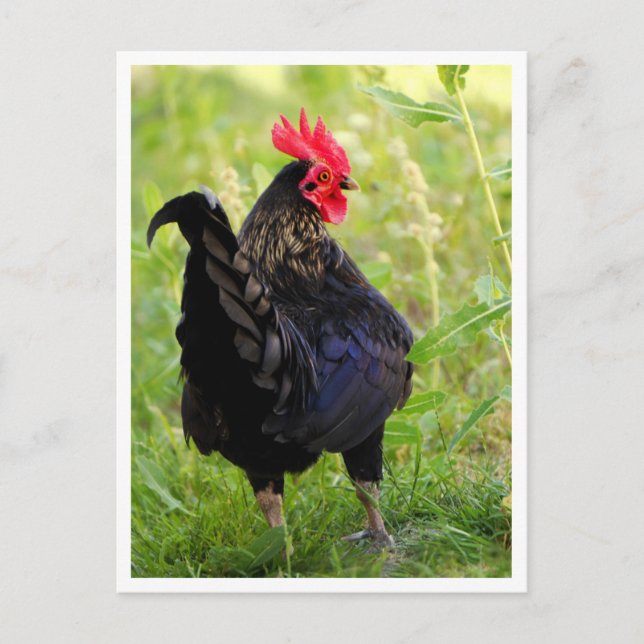 Fighting Rooster Postcard (Front)