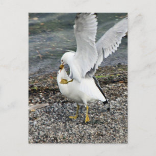 Fighting Seagulls Postcard