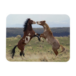 Fighting Stallions, Steens Mountains, Oregon Magnet