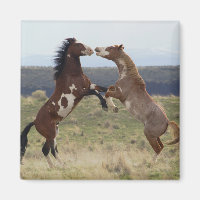 Fighting Stallions, Steens Mountains, Oregon
