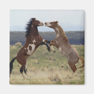 Fighting Stallions, Steens Mountains, Oregon Magnet