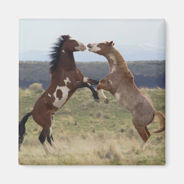 Fighting Stallions, Steens Mountains, Oregon Magnet (Front)