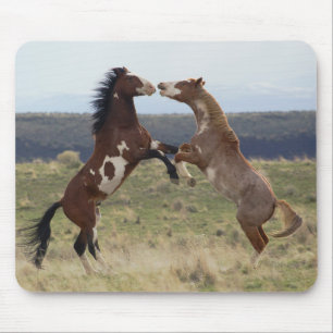 Fighting Stallions, Steens Mountains, Oregon Mouse Pad