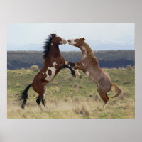 Fighting Stallions, Steens Mountains, Oregon