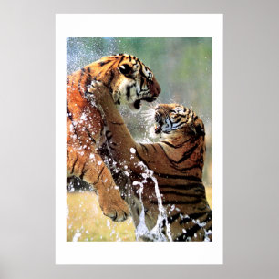 FIGHTING TIGERS POSTER