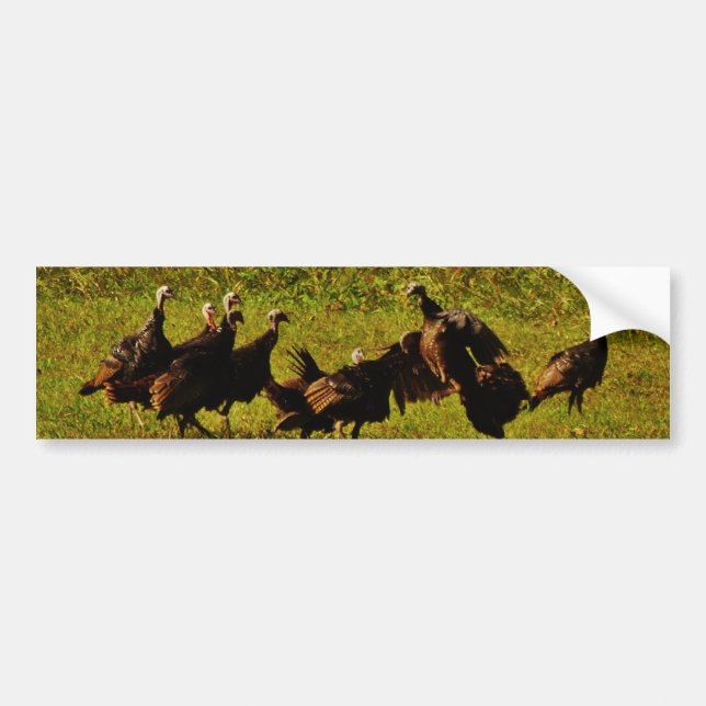 Fighting Wild Turkeys in The Smoky Mountains Bumper Sticker (Front)