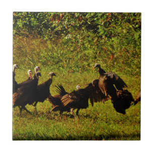 Fighting Wild Turkeys in The Smoky Mountains Ceramic Tile