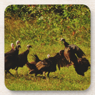 Fighting Wild Turkeys in The Smoky Mountains Coaster