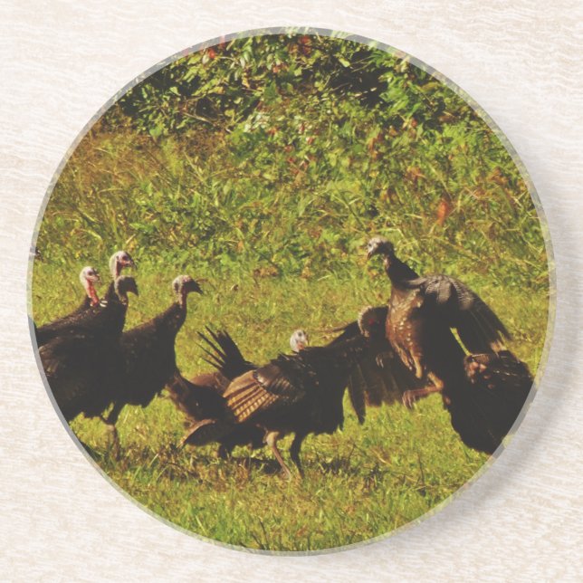 Fighting Wild Turkeys in The Smoky Mountains Coaster (Front)