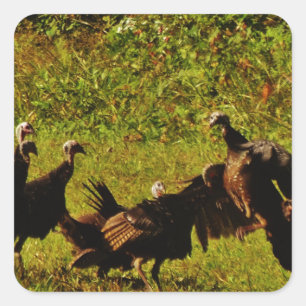 Fighting Wild Turkeys in The Smoky Mountains Square Sticker
