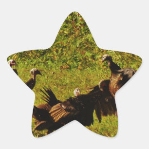 Fighting Wild Turkeys in The Smoky Mountains Star Sticker