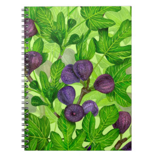 Figs 2 notebook