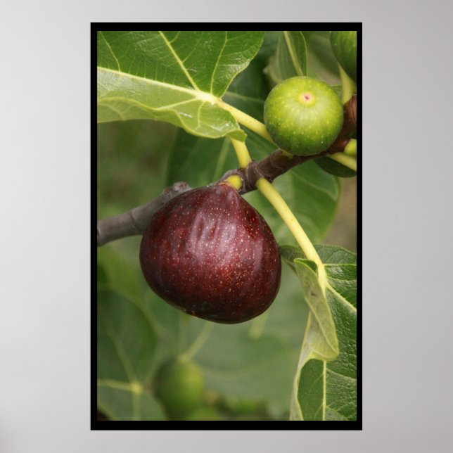 Figs! Poster (Front)
