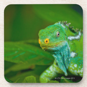 Fiji crested Iguana, Kula Eco Park, Viti Levu, Coaster