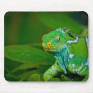Fiji crested Iguana, Kula Eco Park, Viti Levu, Mouse Pad