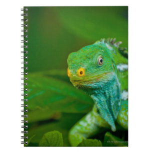 Fiji crested Iguana, Kula Eco Park, Viti Levu, Notebook
