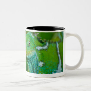Fiji crested Iguana, Kula Eco Park, Viti Levu, Two-Tone Coffee Mug
