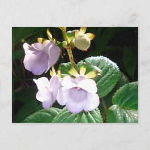 Fiji Purple Orchid Postcard