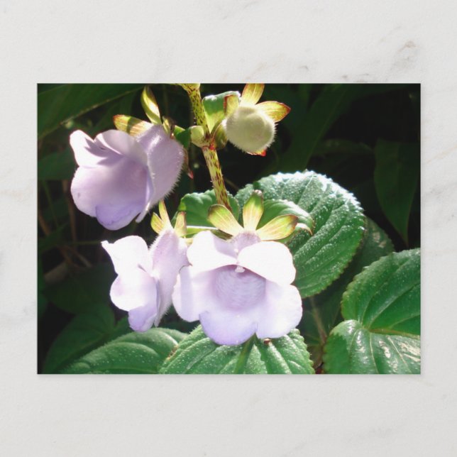 Fiji Purple Orchid Postcard (Front)