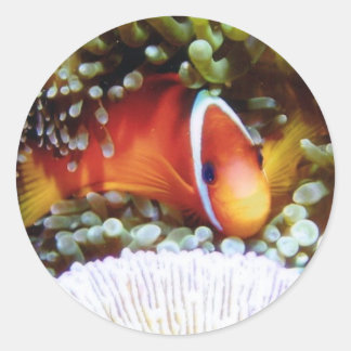 Fiji Tomato Clown Classic Round Sticker