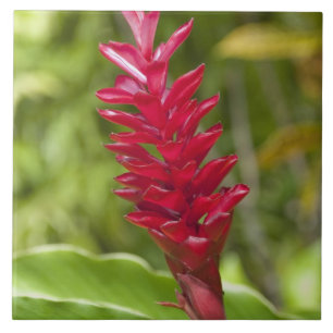 Fiji, Viti Levu Island. Flower. Ceramic Tile
