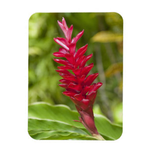 Fiji, Viti Levu Island. Flower. Magnet