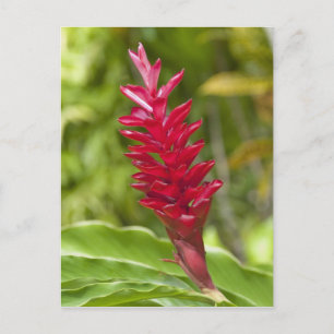 Fiji, Viti Levu Island. Flower. Postcard