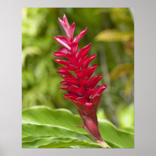 Fiji, Viti Levu Island. Flower. Poster