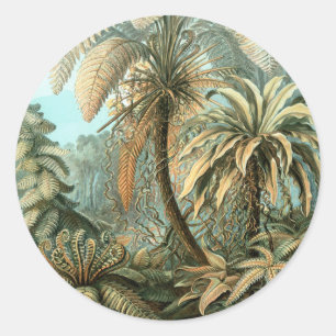 Filicinae by Ernst Haeckel, Vintage Fern Plants Classic Round Sticker