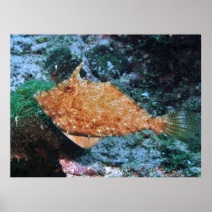 Filipino Filefish Poster