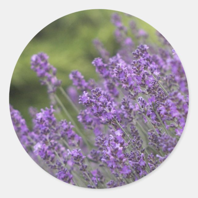 Fill Sticker Template - Customised (Front)