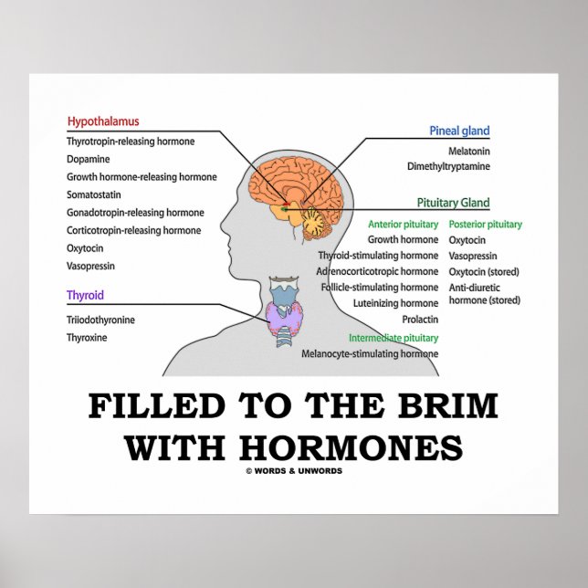 Filled To The Brim With Hormones Medical Humour Poster (Front)