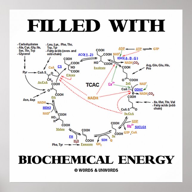 Filled With Biochemical Energy (Krebs Cycle) Poster (Front)