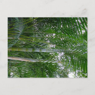 Filled with the shadows of palm fronds. postcard