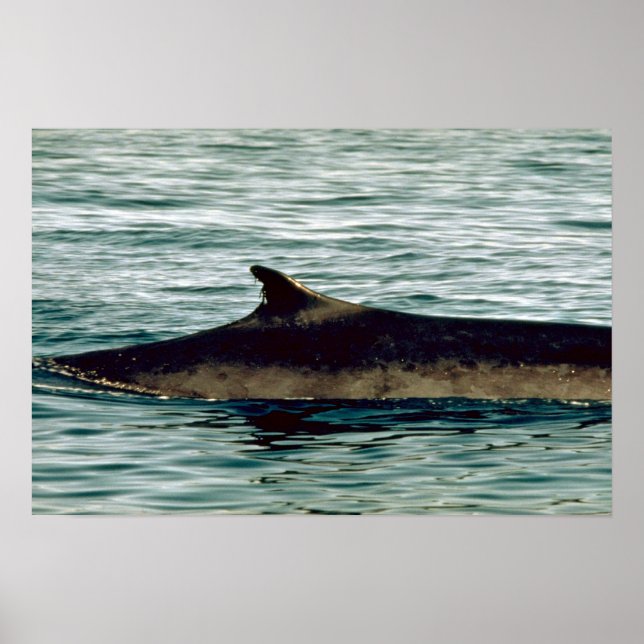 Fin whale poster (Front)