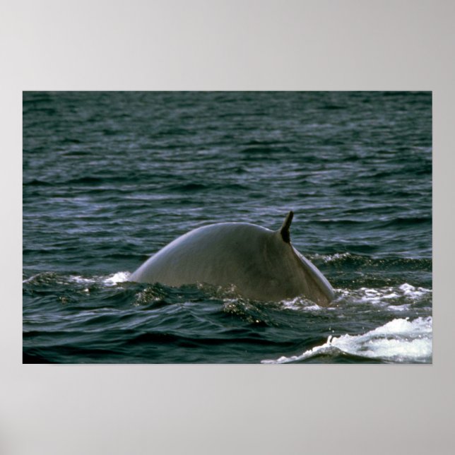 Fin whale poster (Front)