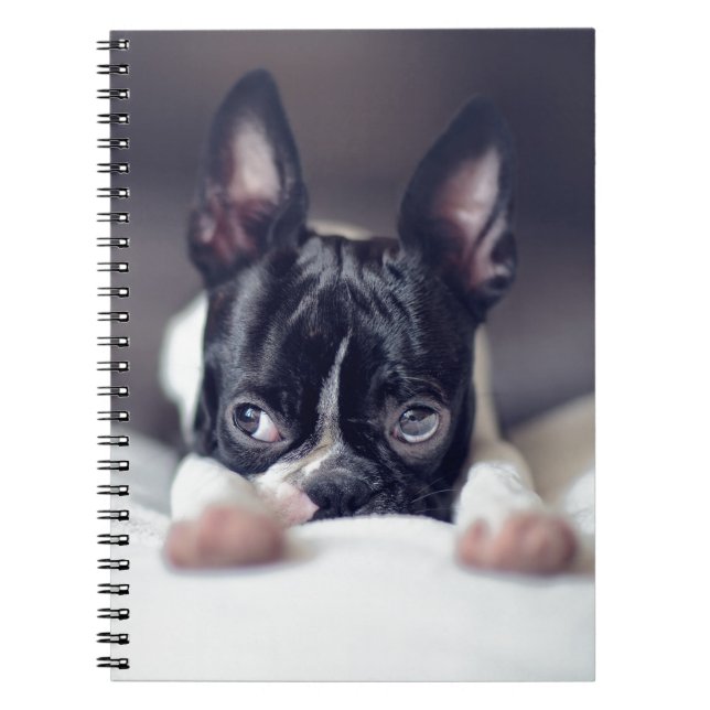 Fina the Boston Terrier Notebook (Front)