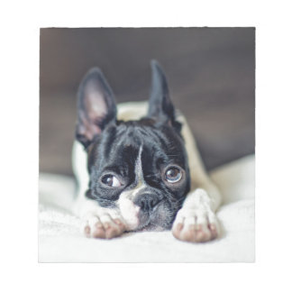 Fina the Boston Terrier Notepad