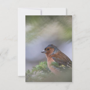 Finch Bird Nature Photo Card