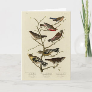 Finch, Bunting, Grosbeak, Audubon Birds of America Card