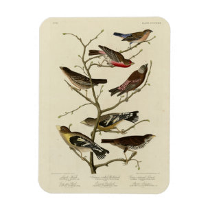 Finch, Bunting, Grosbeak, Audubon Birds of America Magnet