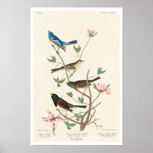 Finch by Audubon Poster