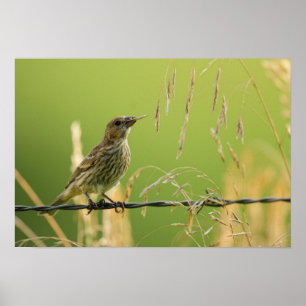 Finch eating seeds of a wild grass poster