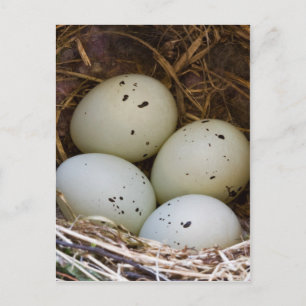 Finch Eggs And Nest Postcard