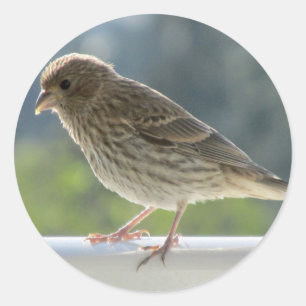 Finch in the Morning Sun. Classic Round Sticker