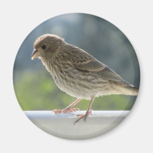 Finch in the Morning Sun. Magnet