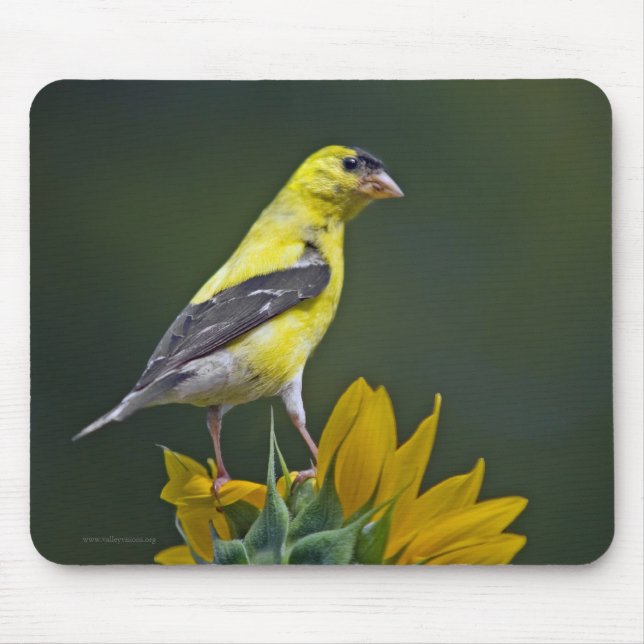 Finch Mouse Pad (Front)