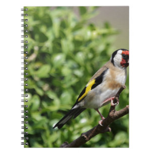 FInch Notebook