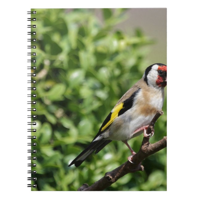 FInch Notebook (Front)