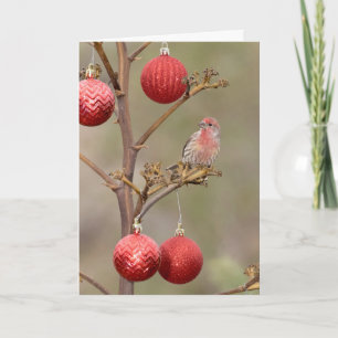 Finch Perched around Christmas Ornaments Holiday Card